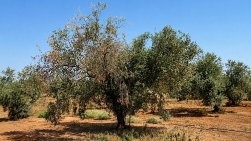 Olivo con verticilosis.jpg